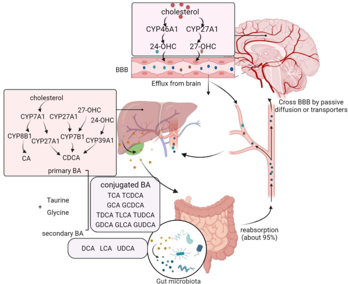 glutathione bile flow Roles of bile acids signaling in neuromodulation under physiological and  pathological conditions | Cell & Bioscience