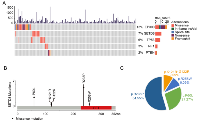 SETD8, a frequently mutated gene in cervical cancer, enhances cisplatin sensitivity by impairing DNA repair