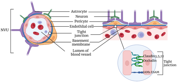 Damage mechanism and therapy progress of the blood-brain barrier after ischemic stroke | Cell & Bioscience | Springer Nature Link Damage mechanism and therapy progress of the blood-brain barrier after ischemic stroke | Cell & Bioscience | Springer Nature Link