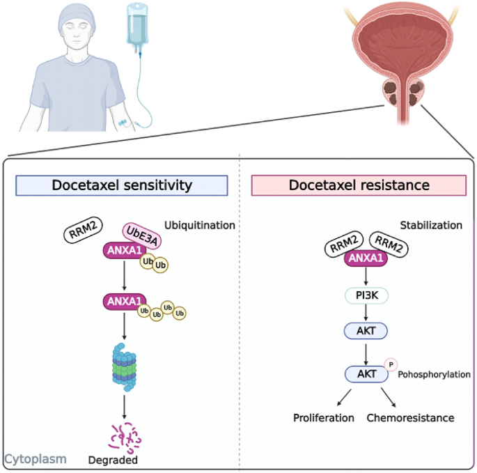 Analysis of DMC1 Knockdowns Generated by the In Vivo siRNA