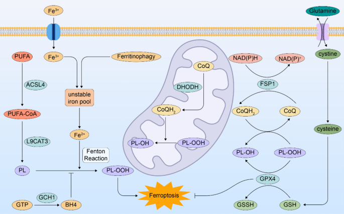 is glutathione safe for heart patients Glutathione Participation in the Prevention of Cardiovascular Diseases