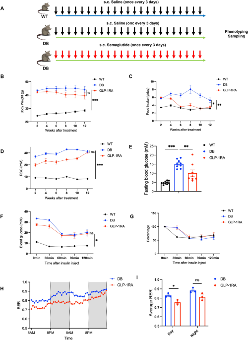 does akkermansia increase glp 1 Combination of GLP-1 receptor agonist and Akkermansia muciniphila Akk11  reduces adiposity and ameliorates MASLD in T2D mice | Cell & Bioscience
