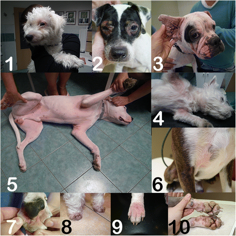 Corn pollen allergy in dogs Clearance