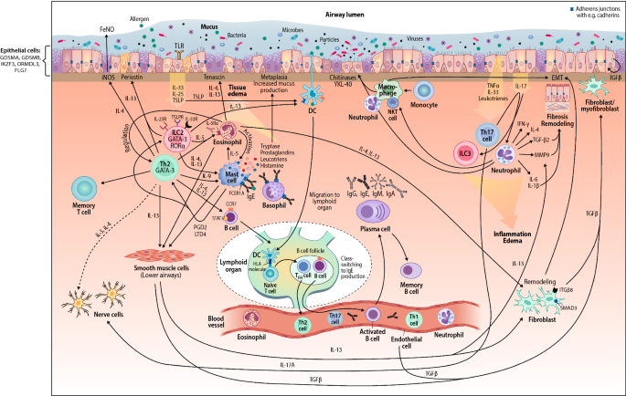 Chemokine Receptors in Allergy, Inflammation, and Infectious Disease