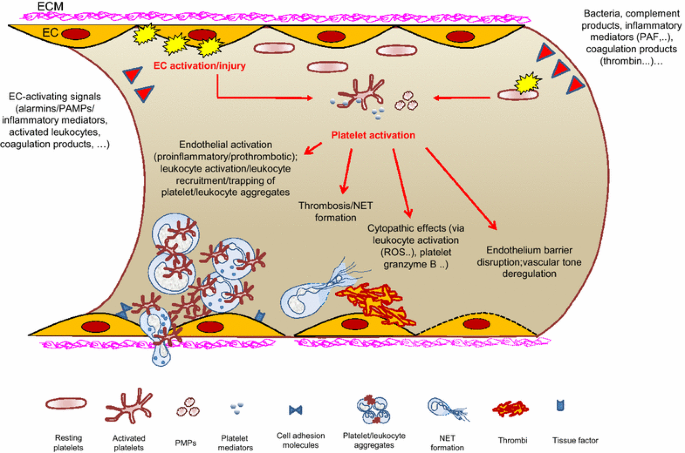 The pathogenesis and potential therapeutic targets in sepsis
