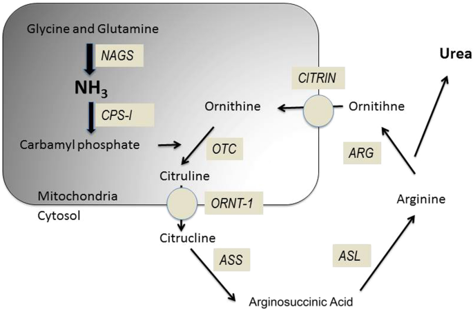 l carnitine ammonia Management of late onset urea cycle disorders—a remaining challenge for the  intensivist? | Annals of Intensive Care