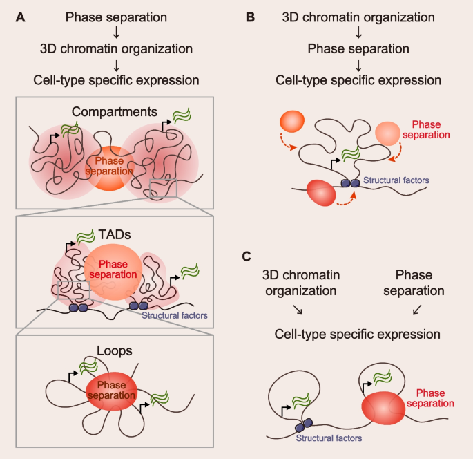 Genome-wide distribution of linker histone H1.0 is independent of MeCP2