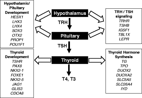 Thyroid Hypoplasia as a Cause of Congenital Hypothyroidism in