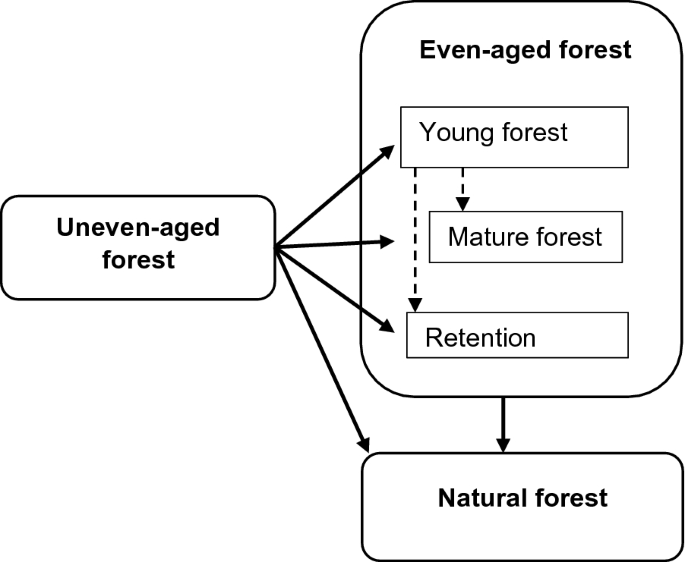 PDF) Stand structure and deadwood amount influences saproxylic