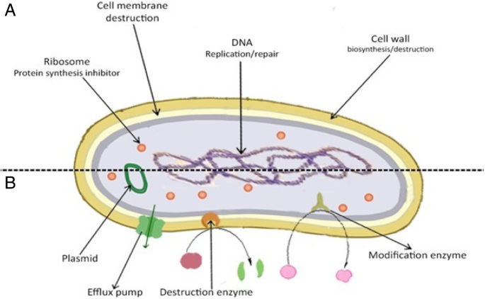 Antibacterial activity and antibiotic-modifying action of