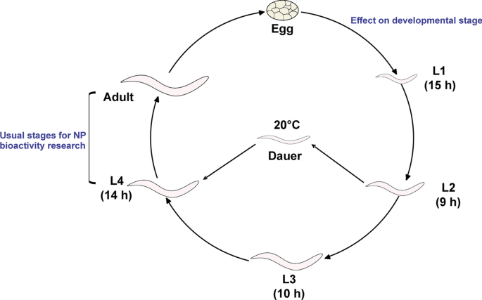 melanotic neuroectodermal tumor of infancy wiki Melanotic Neuroectodermal Tumor of Infancy