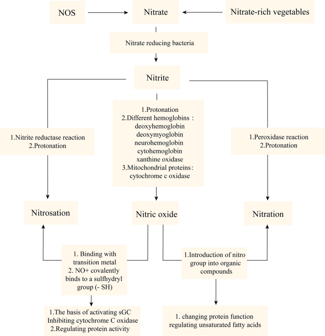 From nitrate to NO: potential effects of nitrate-reducing bacteria on  systemic health and disease, European Journal of Medical Research
