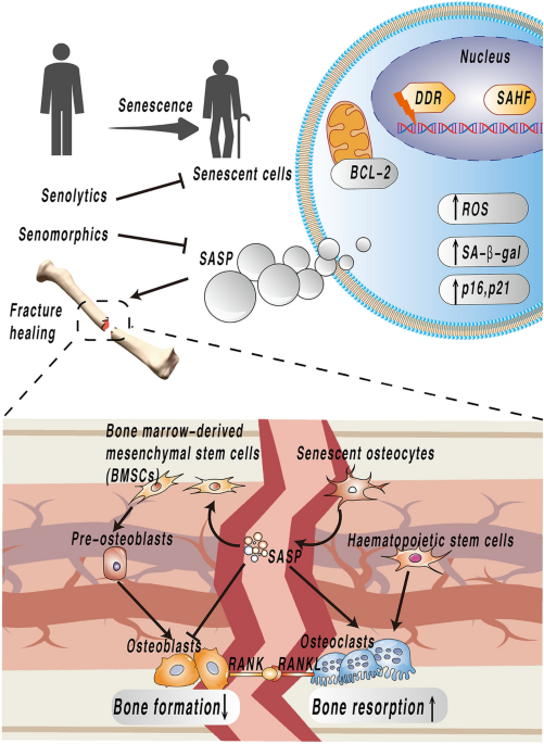 what is liposomal glutathione used to treat Liposomal Glutathione