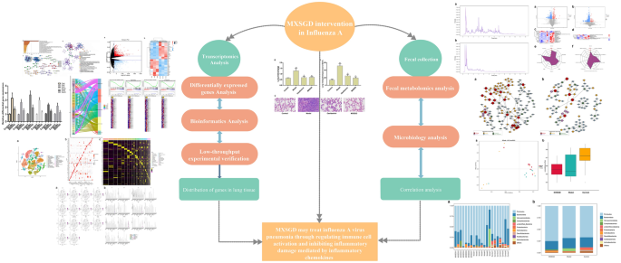 Exploring the immune-inflammatory mechanism of Maxing Shigan Decoction in treating influenza virus A-induced pneumonia based on an integrated strategy of single-cell transcriptomics and systems biology