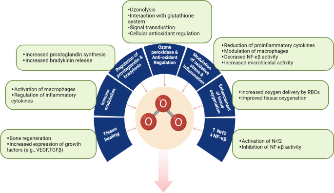 glutathione nebulizer solution capsules equivalent or alternative Neutrophil diversity and function in health and disease