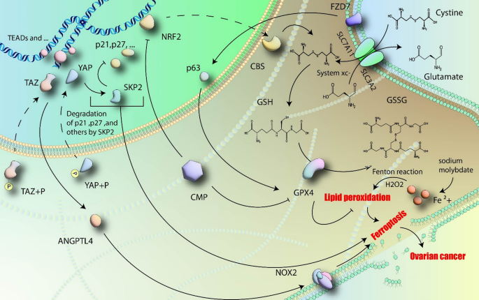can glutathione cause palpitations The intersection of ferroptosis and non-coding RNAs: a novel approach to  ovarian cancer | European Journal of Medical Research