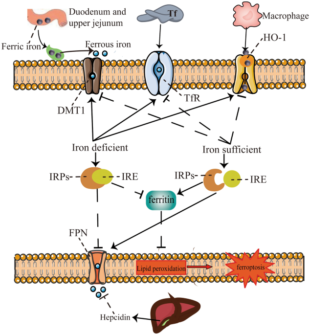 cjc-1295 ipamorelin combination benefits risks cjc + ipamorelin results CJC-1295/Ipamorelin Benefits, Side Effects, and  Cost: The Complete Patient Guide