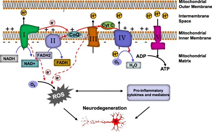 MitoQ and Reduced Glutathione Protects Against Dopamine Induced Brain  Mitochondrial Electron Transport Chain Inhibition During Extended In Vitro  Incubation: Involvement of Free Radicals and Quinone Products - MDS  Abstracts