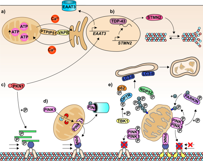 New perspectives on cytoskeletal dysregulation and mitochondrial mislocalization in amyotrophic lateral sclerosis