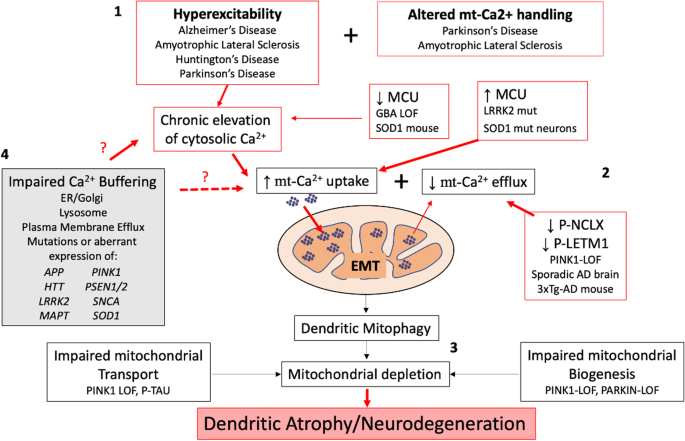Excitotoxicity, calcium and mitochondria: a triad in synaptic neurodegeneration