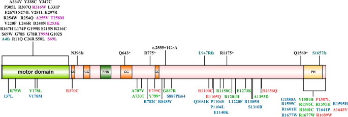 Association of variants in the KIF1A gene with amyotrophic lateral sclerosis