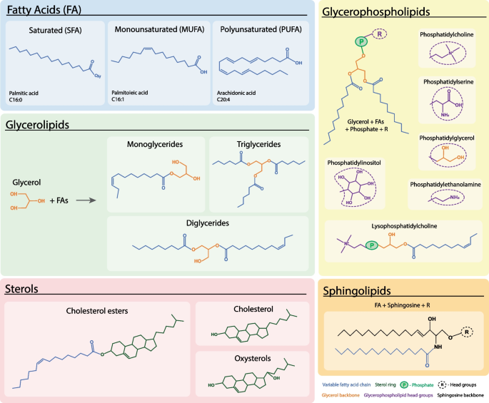 Deciphering lipid dysregulation in ALS: from mechanisms to translational medicine