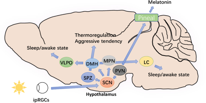 Circadian disruption and sleep disorders in neurodegeneration |  Translational Neurodegeneration