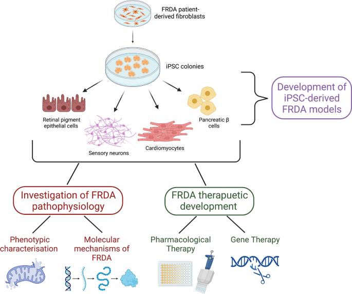 glutathione and friedreich's ataxia The NRF2 Signaling Network Defines Clinical Biomarkers Therapeutic Opportunity in Friedrichs Ataxia (FRDA) - The