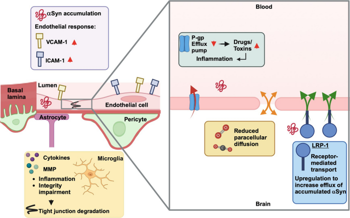 dihexa bbb permeable Breaking through the barrier | Feature What is the Blood-Brain Barrier?