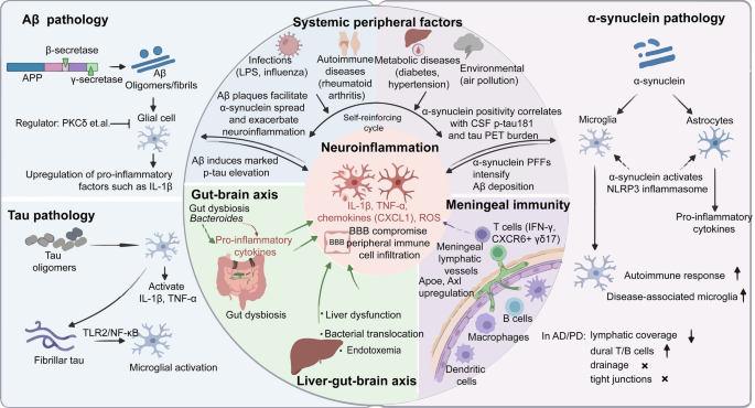 Neuroinflammation in Alzheimer's and Parkinson's diseases: pathogenic mechanisms and therapeutic strategies | Translational Neurodegeneration