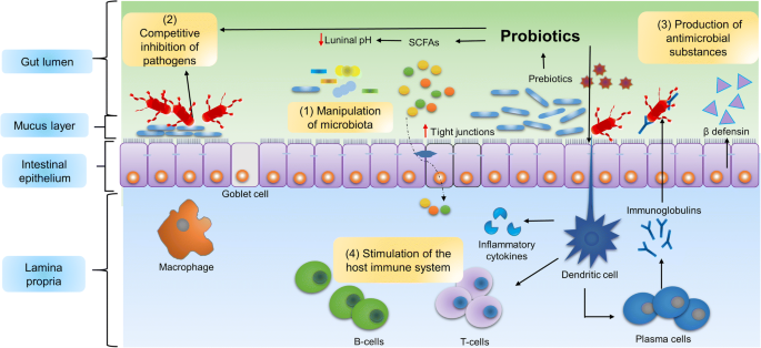 Frontiers  Importance of Zinc Nanoparticles for the Intestinal Microbiome  of Weaned Piglets