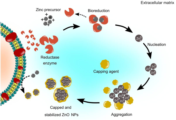 Frontiers  Importance of Zinc Nanoparticles for the Intestinal Microbiome  of Weaned Piglets