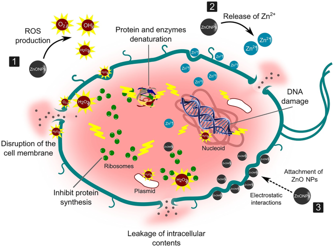 Frontiers  Importance of Zinc Nanoparticles for the Intestinal Microbiome  of Weaned Piglets