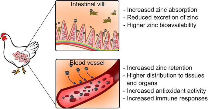 Frontiers  Importance of Zinc Nanoparticles for the Intestinal Microbiome  of Weaned Piglets