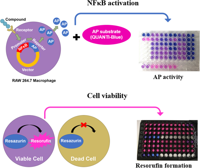 CLA nitration by mitochondria, activated RAW 264.7 macrophages, MPO