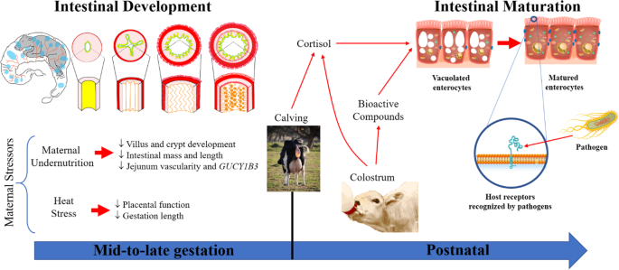 Effects of colostrum management on transfer of passive immunity
