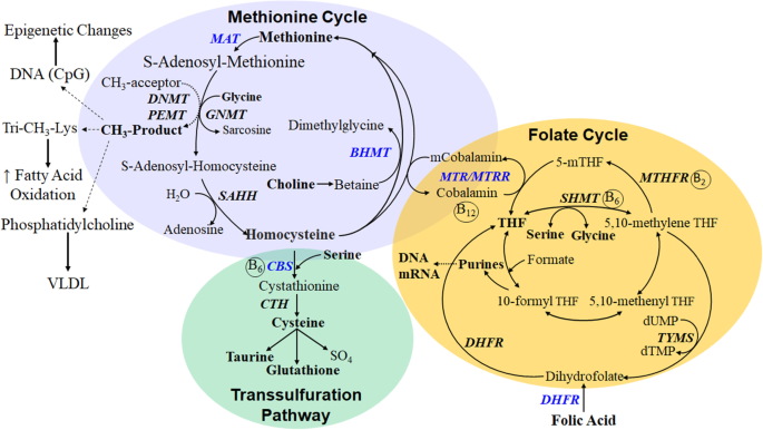 glutathione sdha gluthanylation The synthesis of glutathione (GSH), also known as