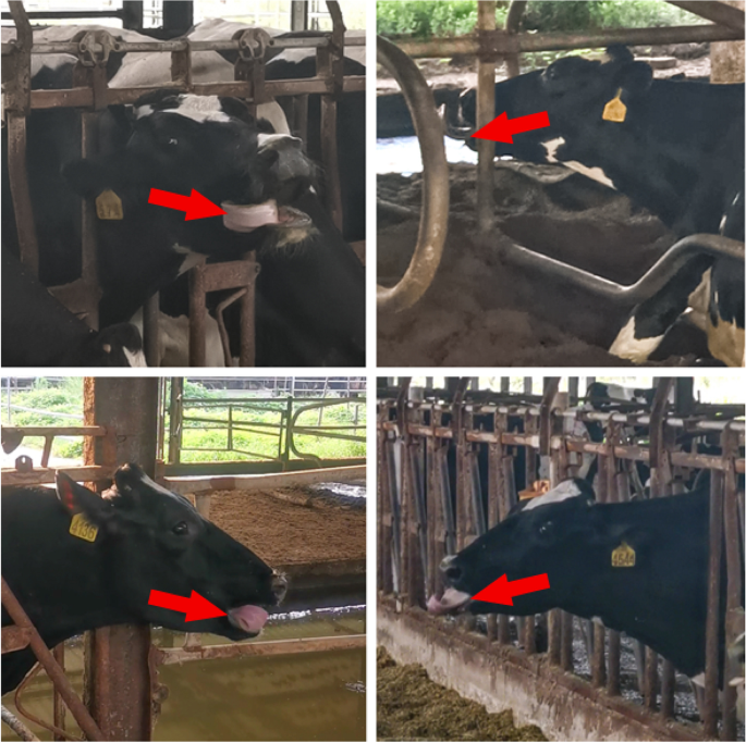 Stereotypic Behaviour in Dairy Animals and its Implications for