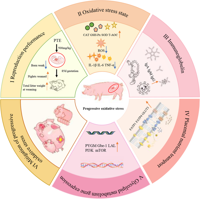 Dietary supplementation with pterostilbene activates the PI3K-AKT-mTOR  signalling pathway to alleviate progressive oxidative stress and promote  placental nutrient transport | Journal of Animal Science and Biotechnology  | Springer Nature Link