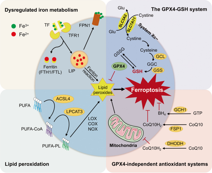 mycotoxins deplete glutathione levels How To Reduce Mycotoxin-Induced Inflammation