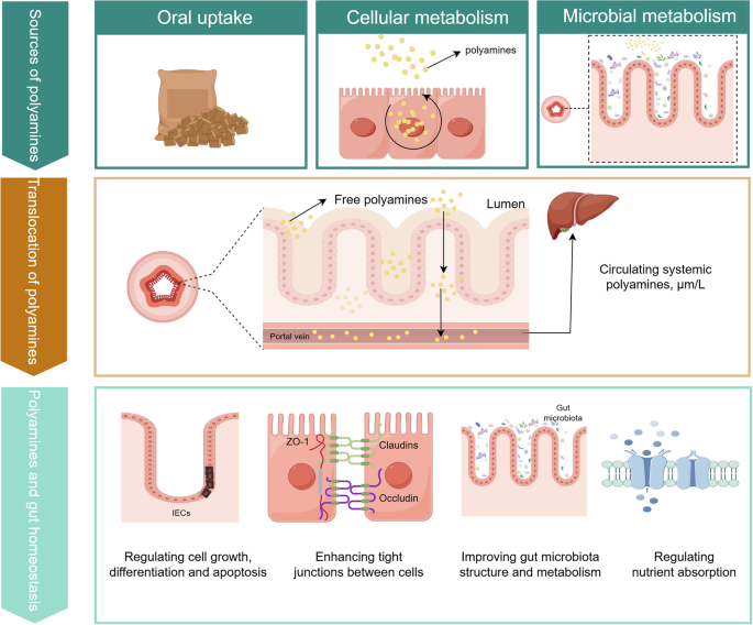 oral glutathione broken down in digestive tract Amazon.com: Quicksilver Scientific Liposomal Glutathione - Superior  Absorption Oral Glutathione Supplement for Detox & Immune Support main image 1