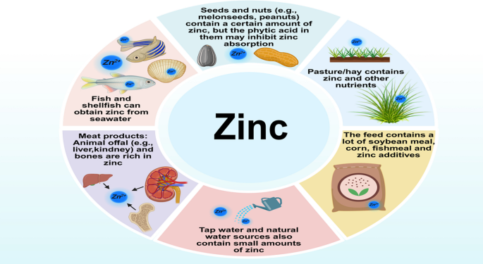 glutathione and zinc interaction Zinc and animal health: an in-depth exploration of its role in  physiological functions and regulatory molecular mechanisms | Journal of  Animal Science and Biotechnology