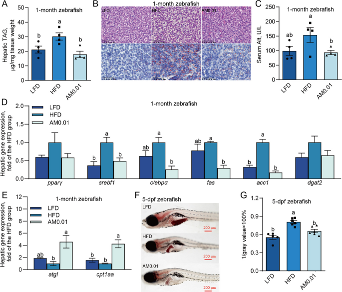l carnitine makes me poop Amuc_1100 alleviates HFD-induced hepatic lipid accumulation via gut microbiota in zebrafish: insights from the role of intestinal 14-3-3β/α-A | Journal of Animal Science and Biotechnology