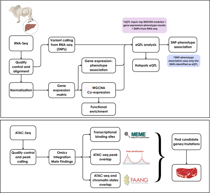 Transcriptomic and regulatory landscape of liver tissue associated with meat and carcass quality traits in cattle - Journal of Animal Science and Biotechnology