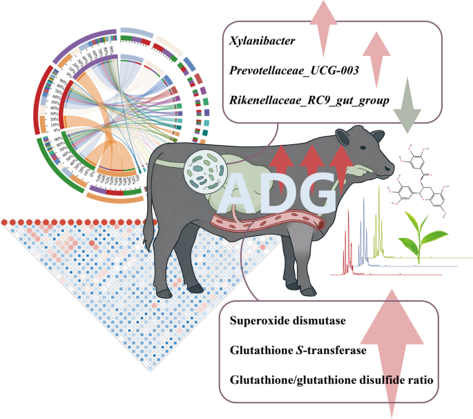 glutathione intake Dietary green tea residue improves growth and antioxidant capacity via rumen microbiota and modulation in finishing beef cattle | Journal of Animal Science and Biotechnology Vette Huid Weight:10 x 10mg Lab Pack 4 Glutathione Benefits for Gut
