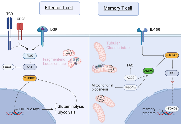 glutathione t cells car Fueling CARs: metabolic strategies to enhance T-cell therapy | Experimental Hematology & Oncology Vitamin B12 vs. Lipotropic