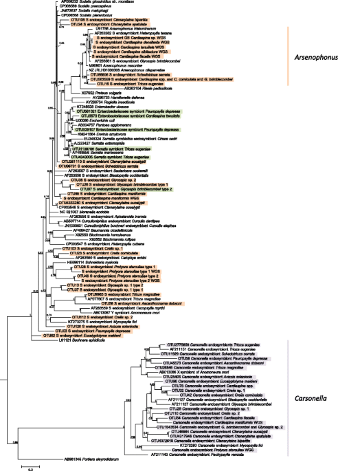 Methods for the Extraction of Endosymbionts from the Whitefly