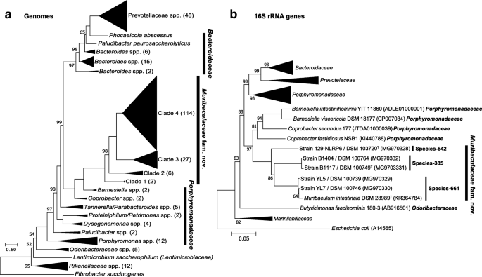 A collection of bacterial isolates from the pig intestine reveals