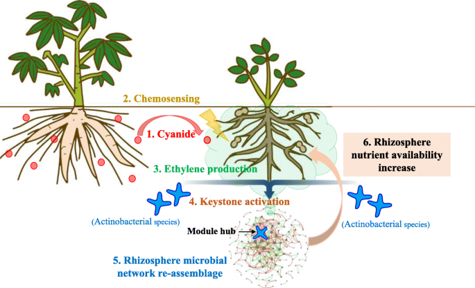 Frontiers  The root signals in rhizospheric inter-organismal