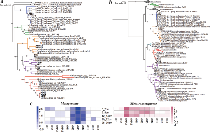 Magnetite Alters the Metabolic Interaction between Methanogens and